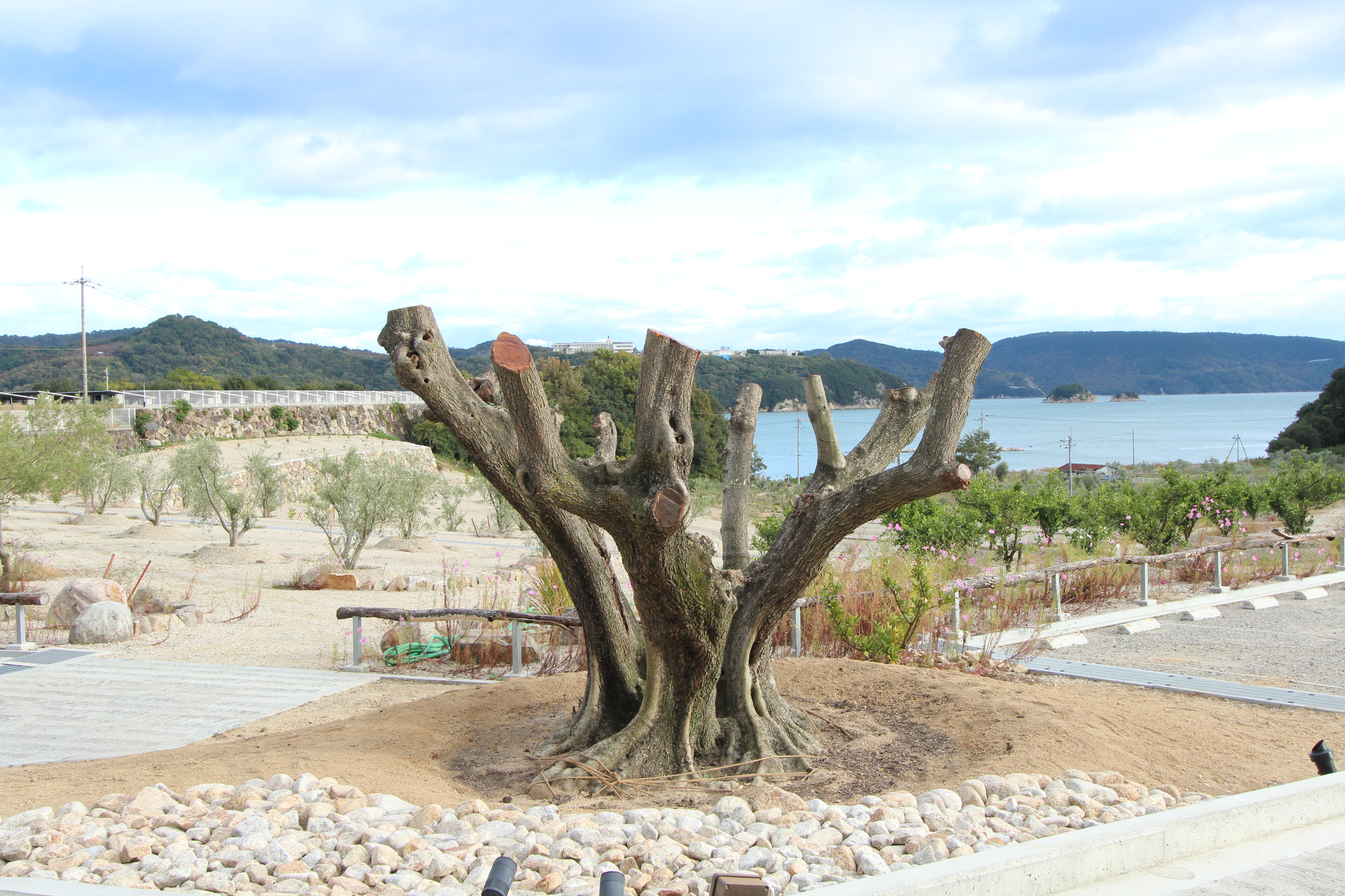 樹齢約75年のシンボルツリー植樹 メディアの皆様へ 井上誠耕園