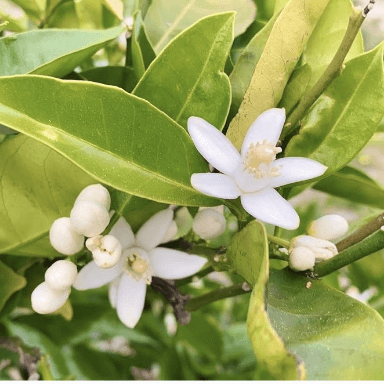 インスタグラム画像 花