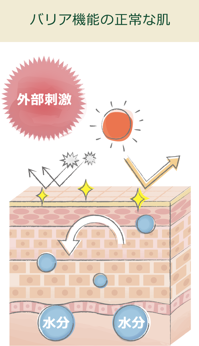 バリア機能の正常な肌の様子