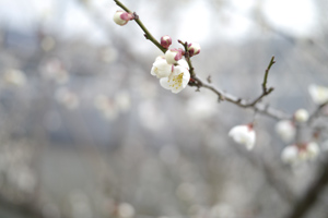 ume_1040980