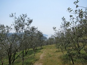 IMG_0919
