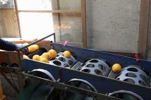 IMG_5917