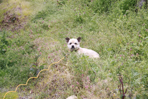 aikenIMG_6463