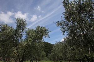 soraIMG_0551_edited-1