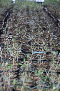 naeIMG_0816