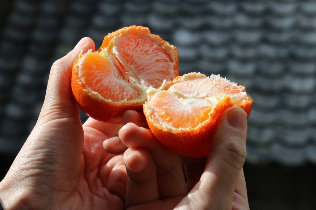 mikan4IMG_5763