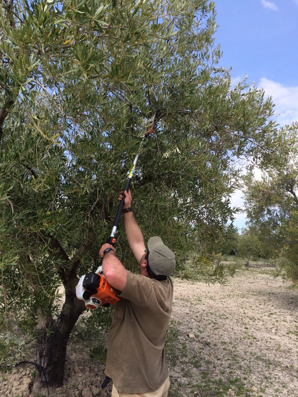 pruning2