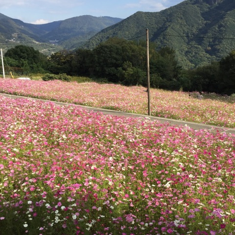 小豆島のコスモス畑