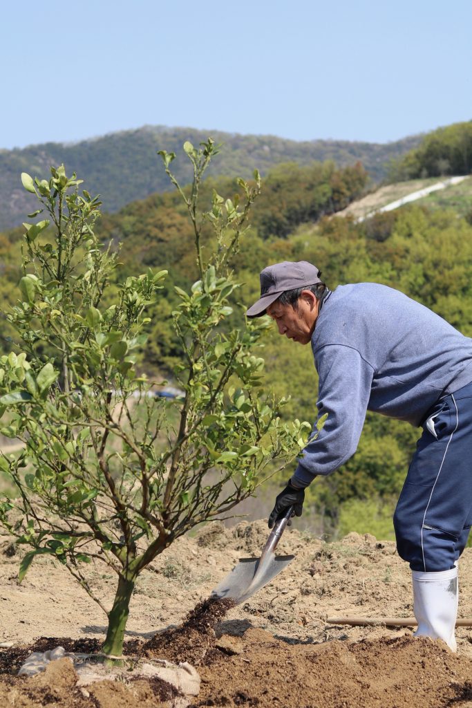 みかんの植え替え作業