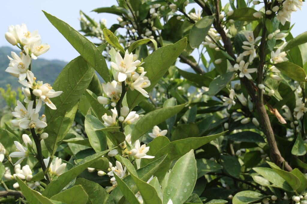 みかんの花が開花しています