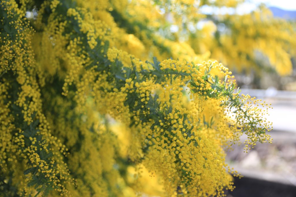 ミモザの花が満開です