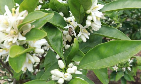 みかんの花が開花しています