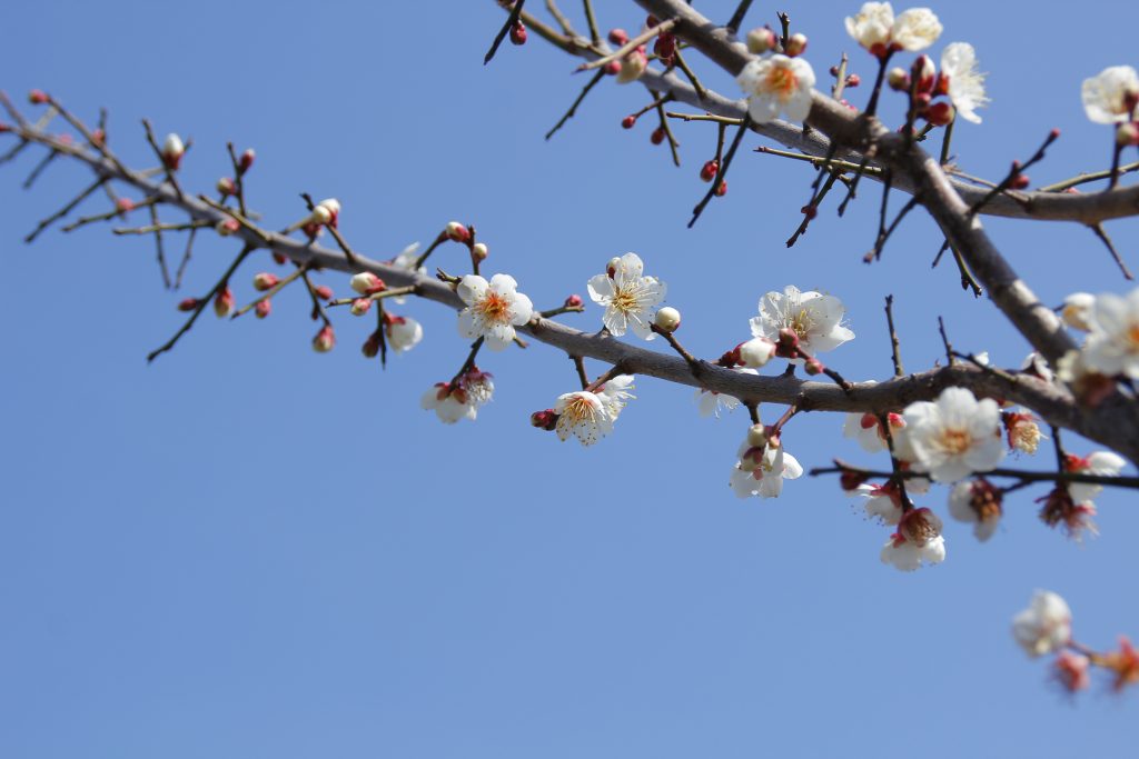 梅の花が開花しました