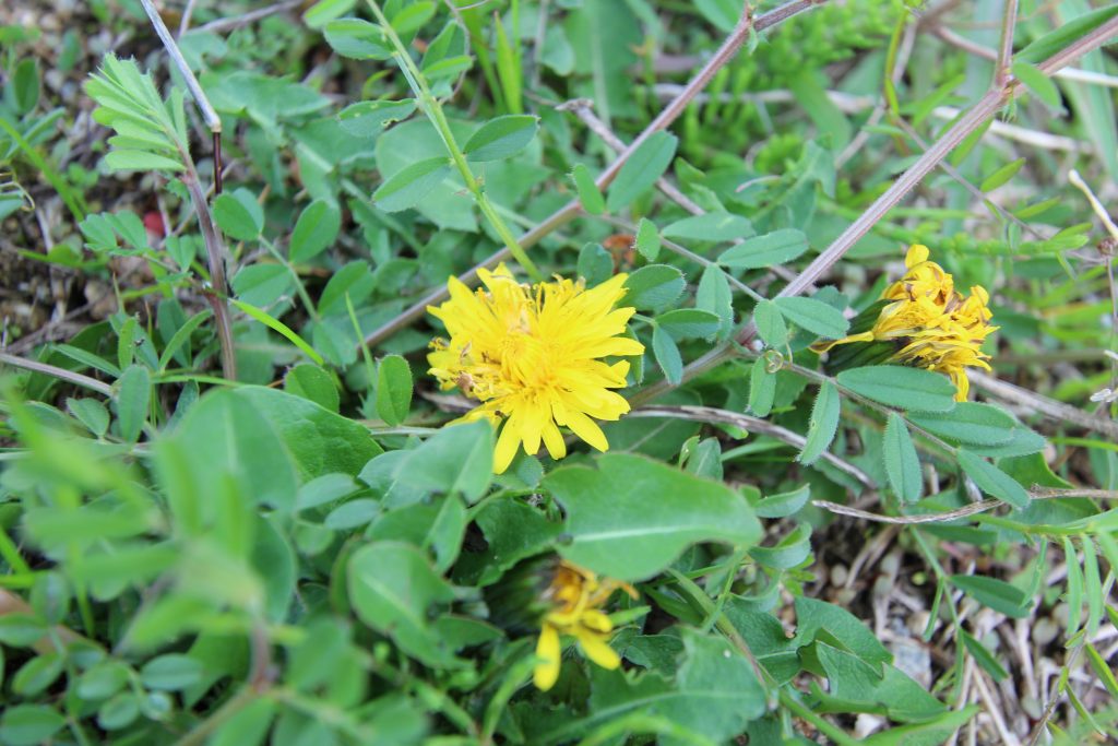 春の 草花 里山 春の草花 その１