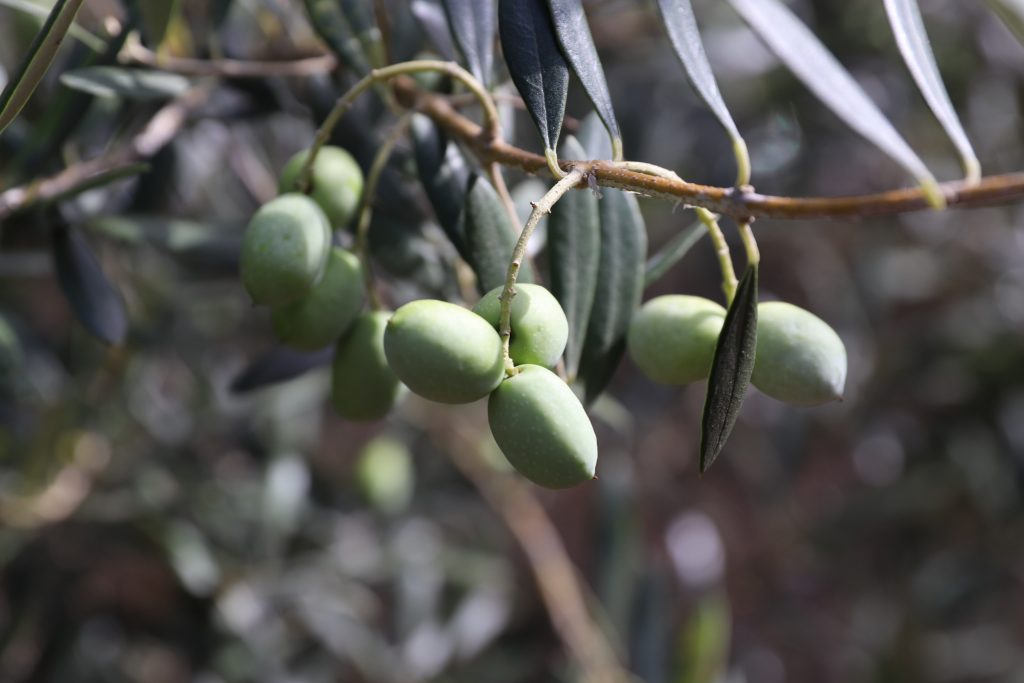オリーブの成長記録 ネバディロブランコ種
