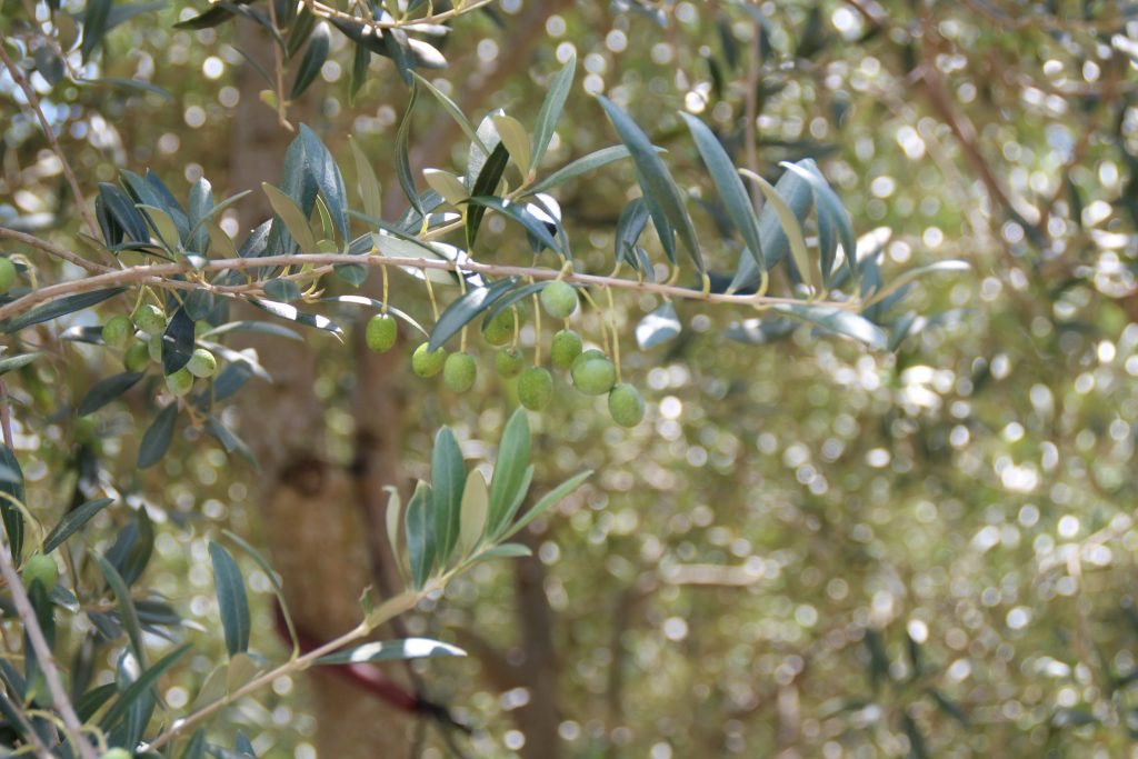 オリーブの成長記録 アルベキーナ種