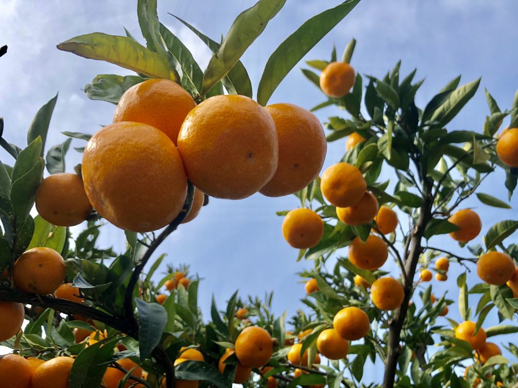 今年の「木成り完熟みかん」の出来とは！？