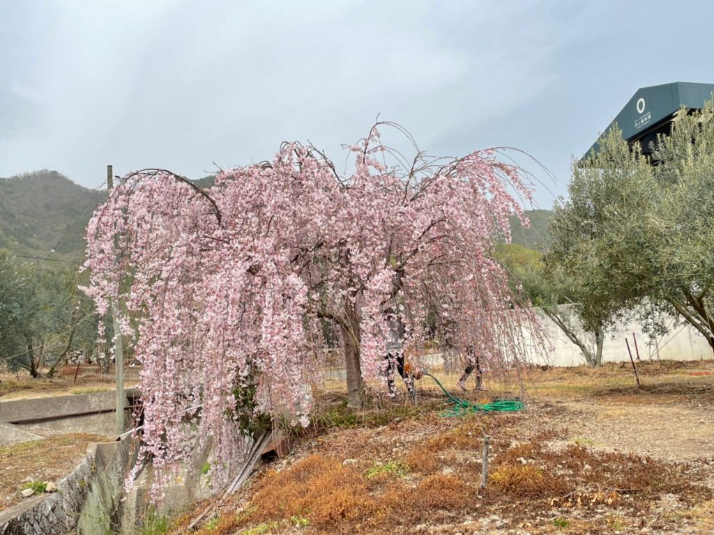 しだれ桜が満開になりました