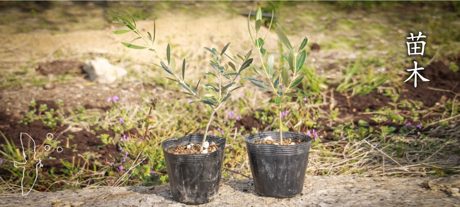苗木