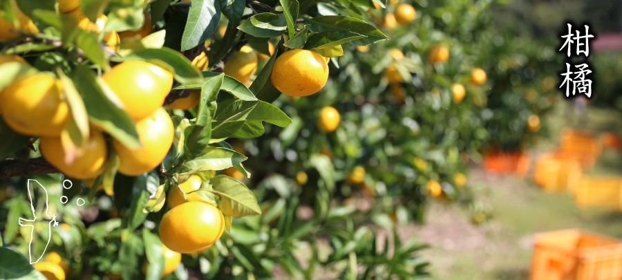 柑橘