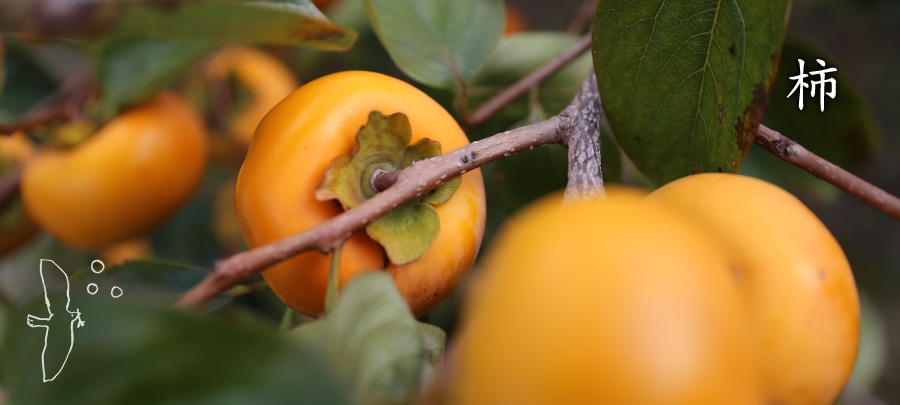 柿