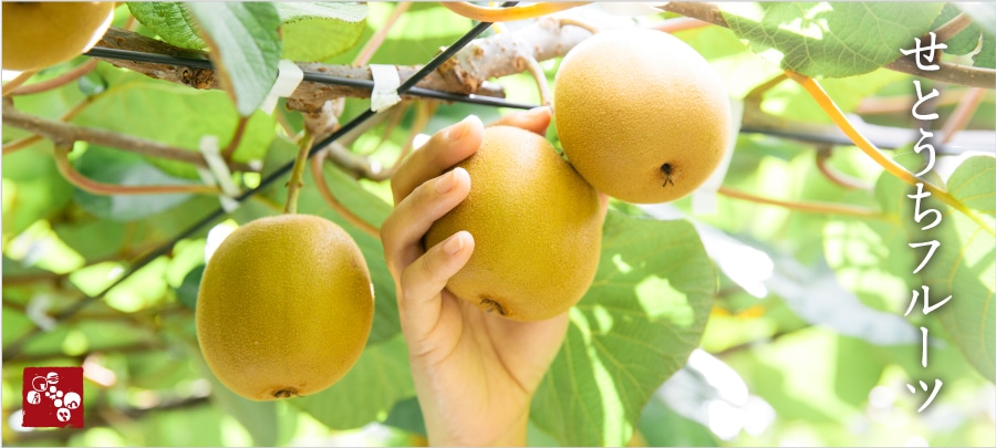 せとうちフルーツ