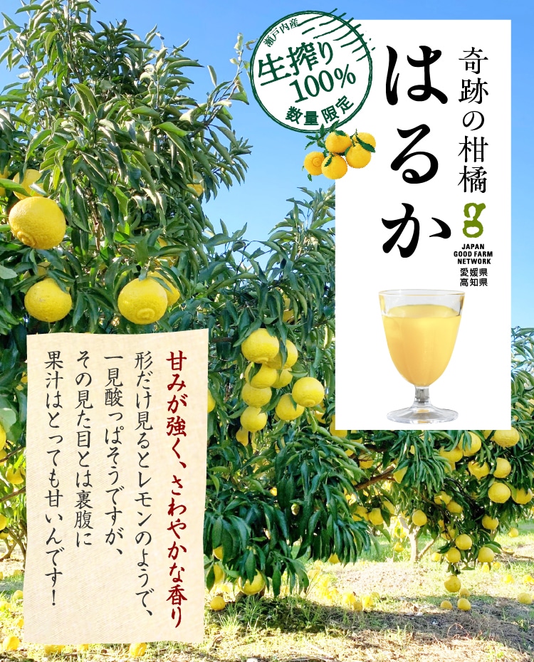職人生搾り100％ジュース愛媛県・高知県特選柑橘「はるか」720ml