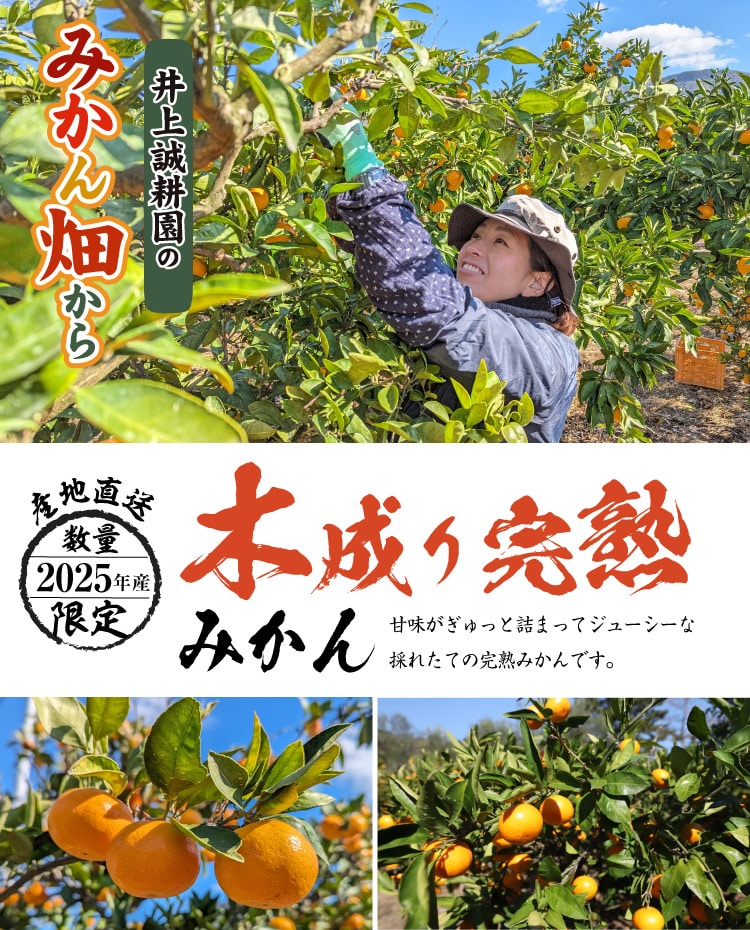木成り完熟みかん | 井上誠耕園