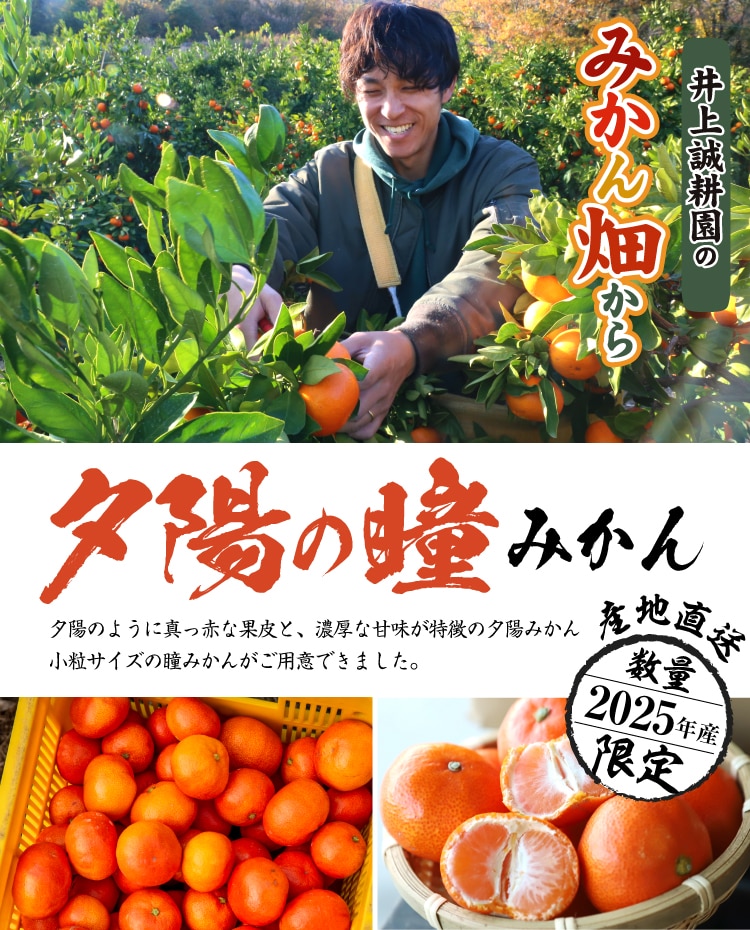 みかん IMAZU みかん | IMZAU 今津株式会社 総合商社