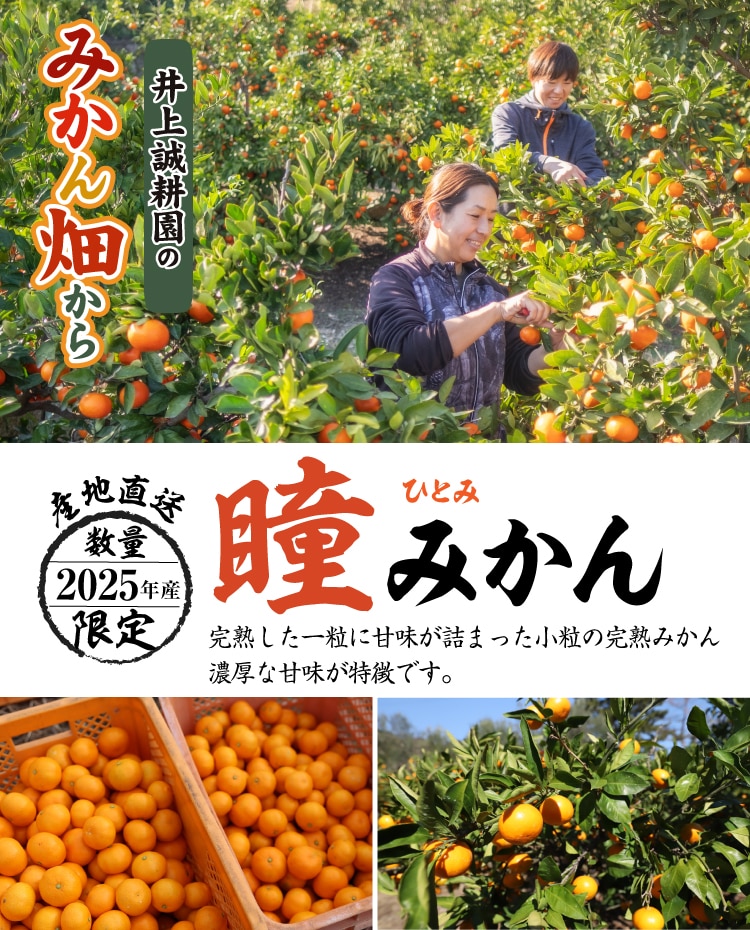 瞳みかん | 井上誠耕園