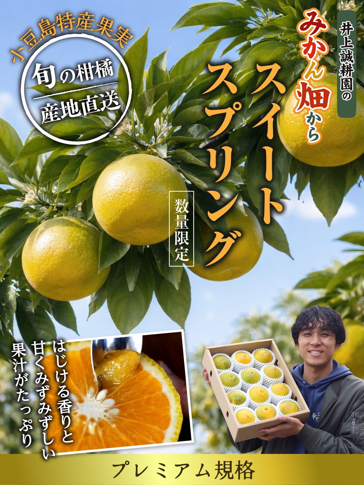 スィートスプリング プレミアム規格 ※送料込み | 井上誠耕園