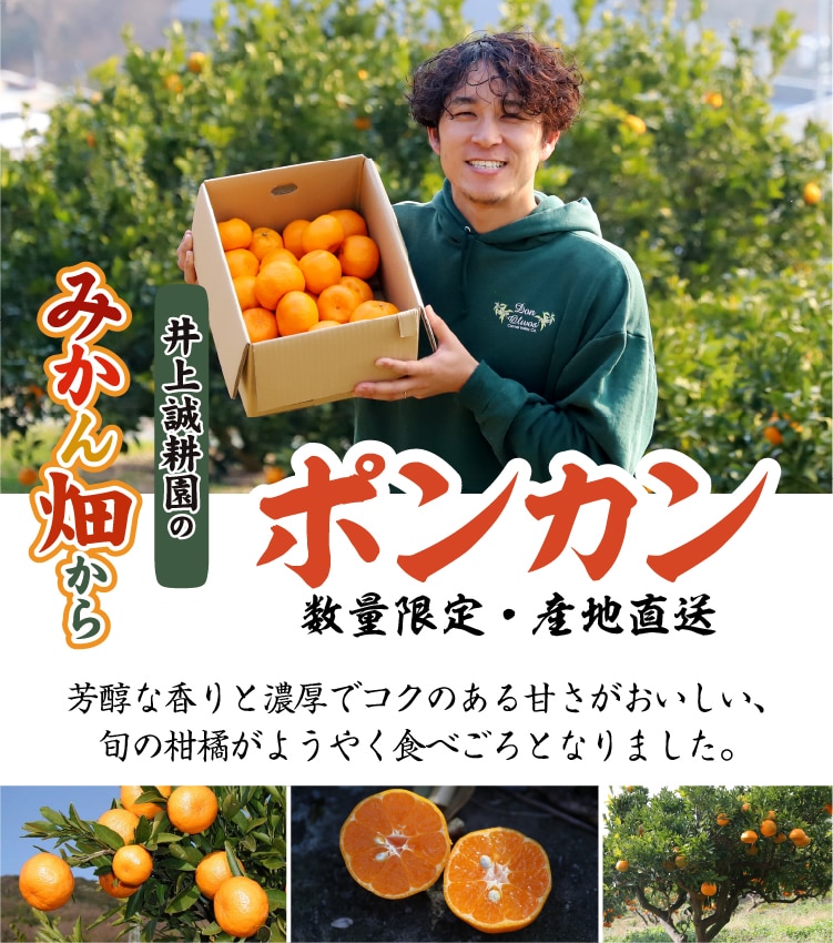 ポンカン | 井上誠耕園