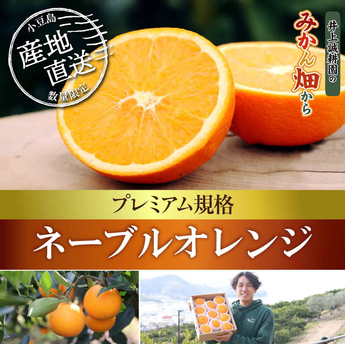 ネーブルオレンジ プレミアム規格 | 井上誠耕園