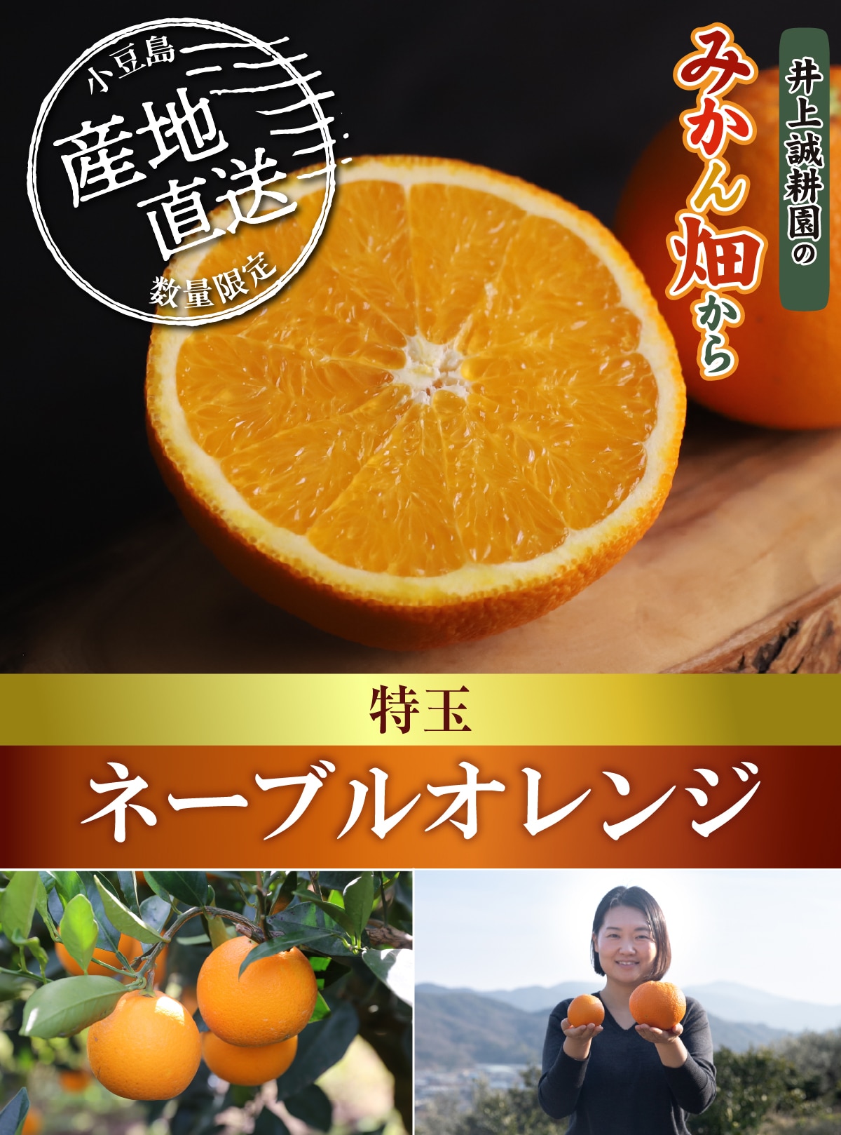 ネーブルオレンジ 8kg 特玉(おすそ分け袋なし): 井上誠耕園｜オリーブ