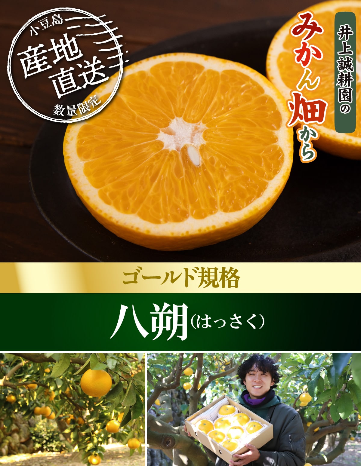 いとはっさく 八朔（はっさく） ｜ 井上誠耕園