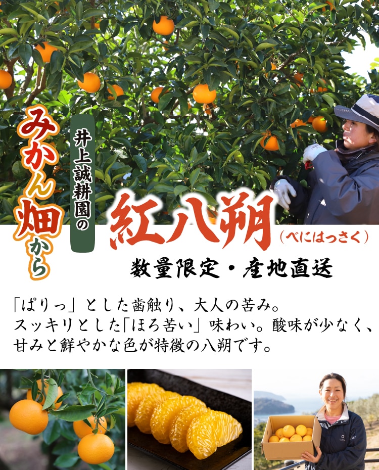 紅八朔 紅八朔（べにはっさく）｜ 井上誠耕園