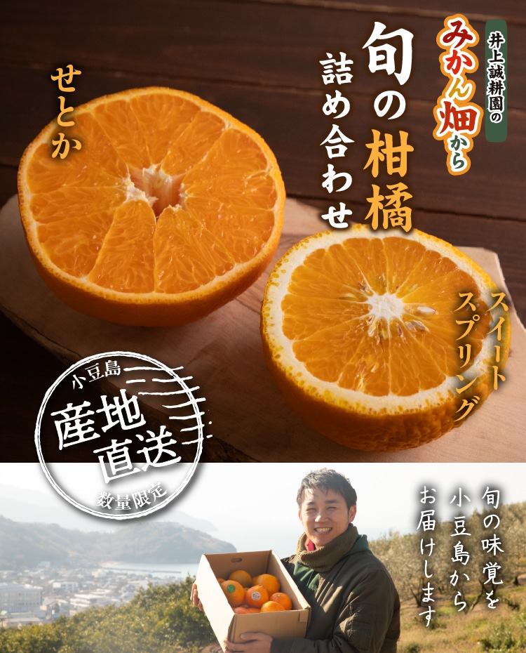 旬の柑橘詰め合わせ 5kg（スイートスプリング・せとか） ｜ 井上誠耕園