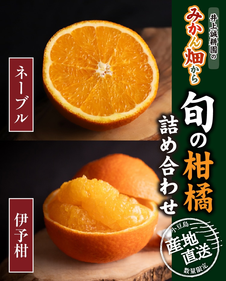 伊予柑とネーブル詰め合わせ ｜ 井上誠耕園