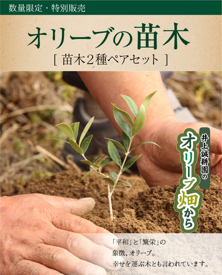 オリーブの苗木 | 井上誠耕園