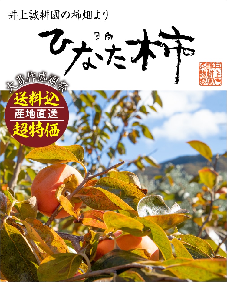 日向(ひなた)柿 ｜ 井上誠耕園