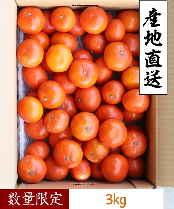 みかん IMAZU みかん | IMZAU 今津株式会社 総合商社
