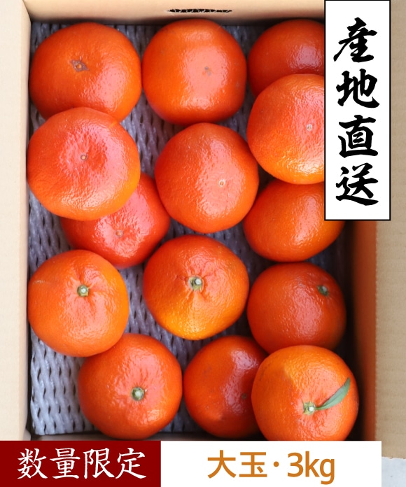 夕陽みかん大玉・3kg 大玉・3kg