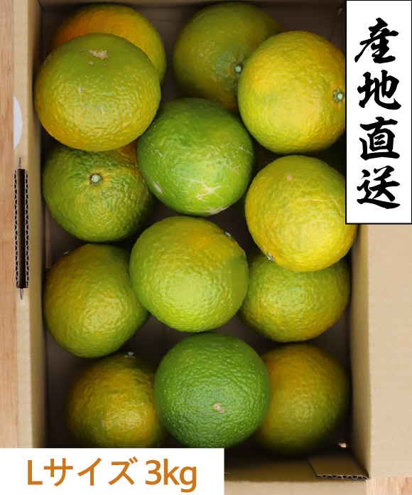 スイートスプリング　ご家庭用Lサイズ 3kg ご家庭用Lサイズ 3kg