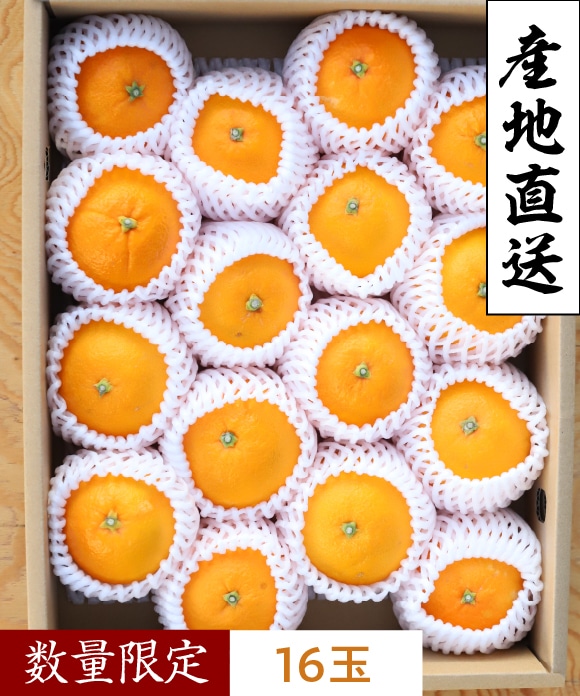 ネーブルオレンジ　シルバー規格 シルバー規格(約16玉)