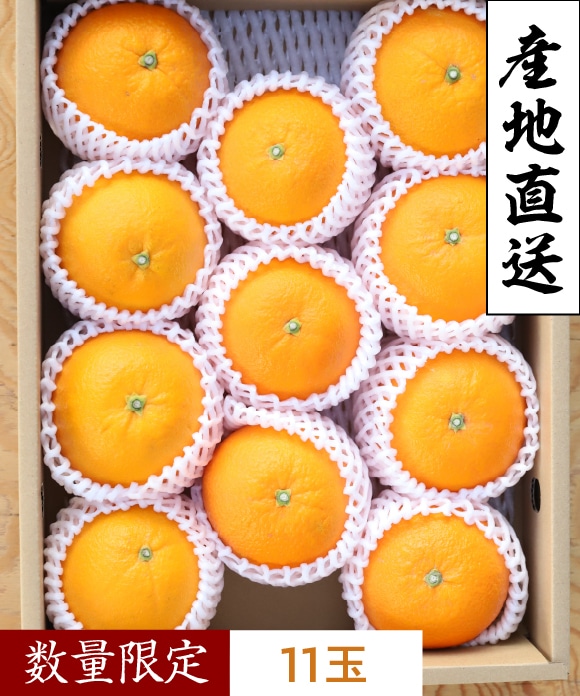 ネーブルオレンジ　プレミアム規格 プレミアム規格(約11玉)