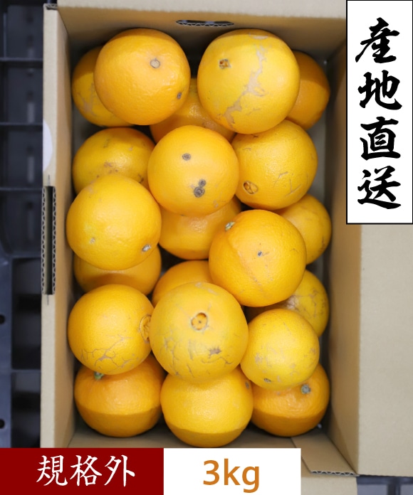 ネーブルオレンジ　規格外　3kg 規格外(3kg）