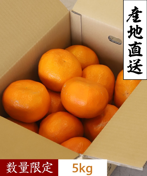 伊予柑 超大玉(約11玉) 超大玉(約11玉)