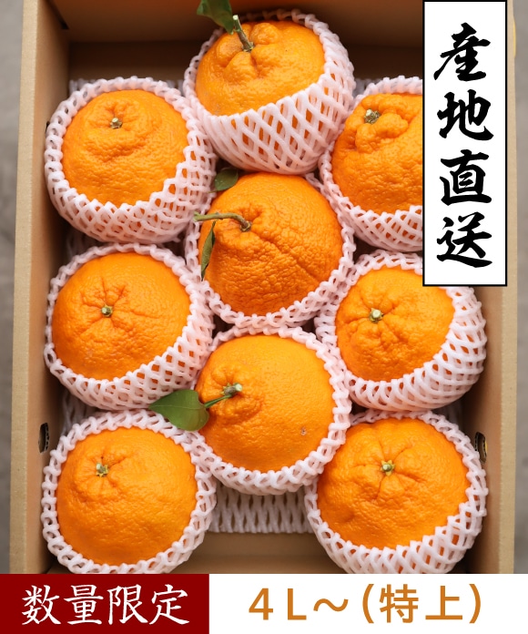 デコ柑 4L～(特上) 4L～(特上)
