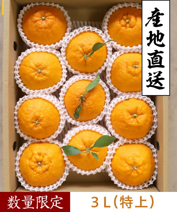 デコ柑 3L(特上) 3L(特上)