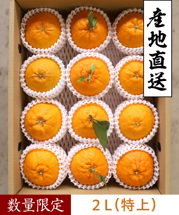 デコ柑 2L(特上) 2L(特上)